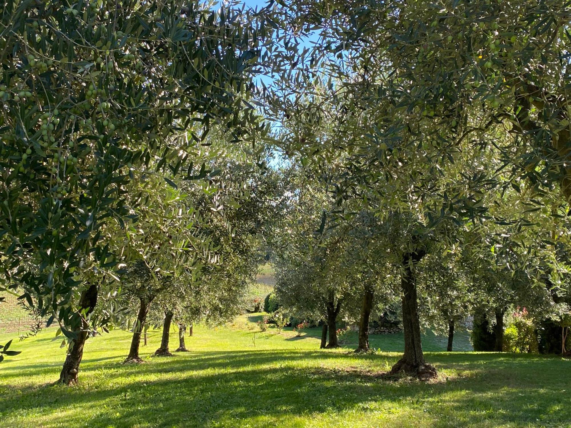 Podere Casanuova Сан-Джиминьяно Экстерьер фото